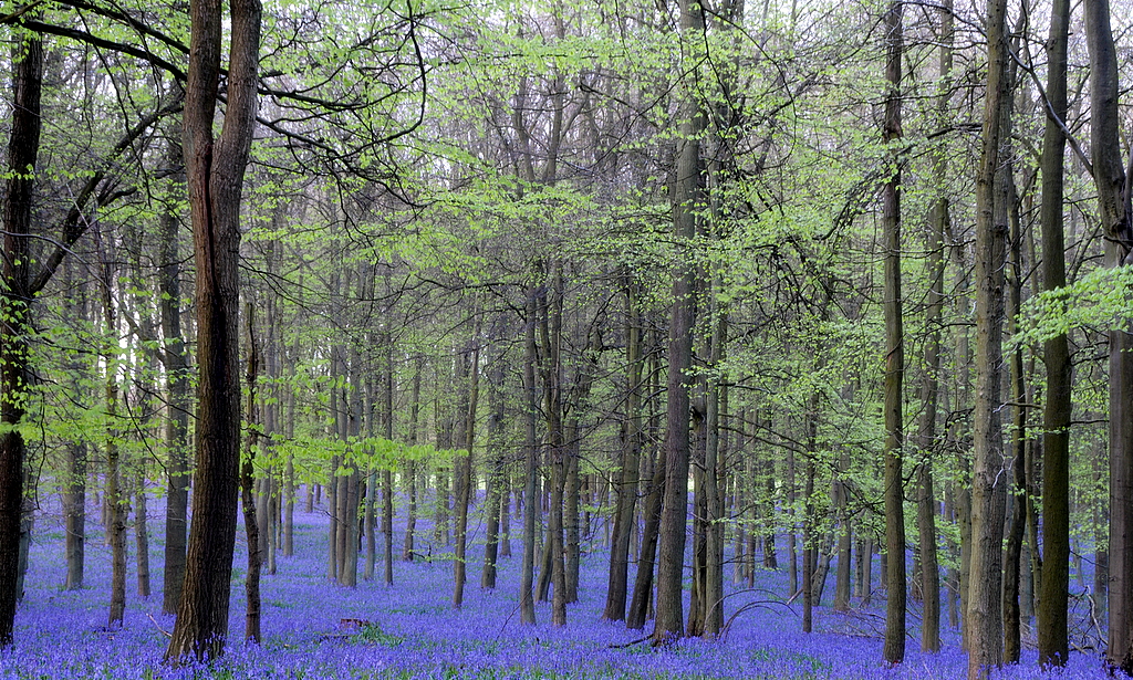 Ashridge Woods bluebells 1