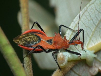 assassin bug