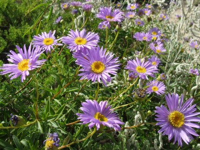 aster flowers