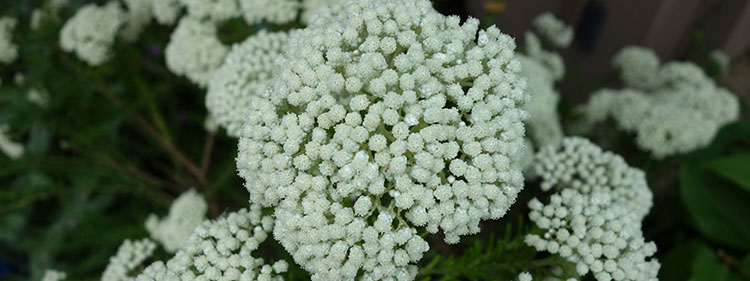 Rice Flower