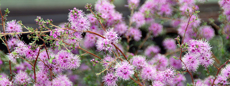 Violet Kunzea Flowers