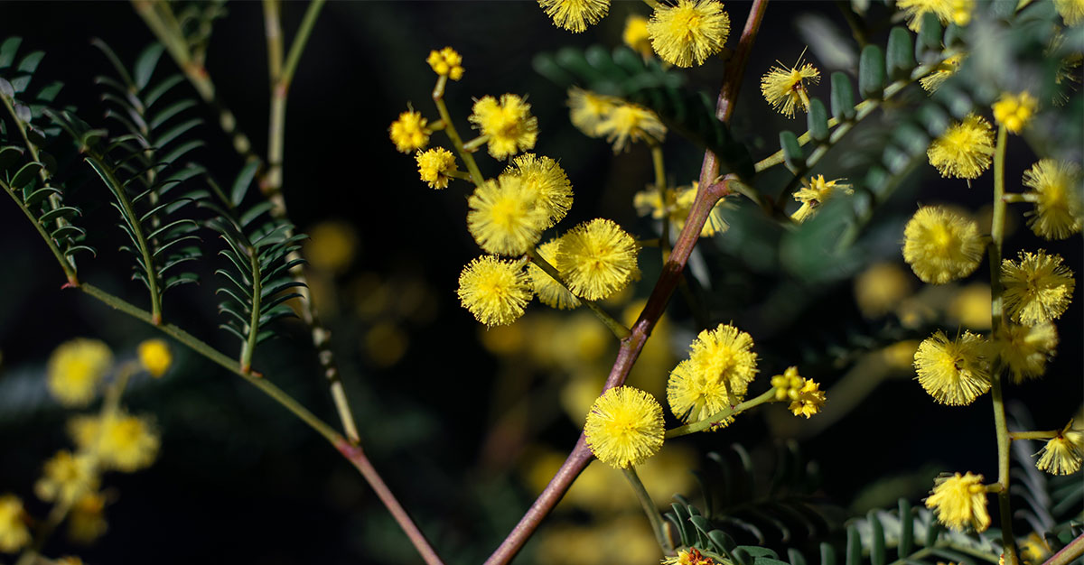 Australian Native Flowers: The Grand Collection