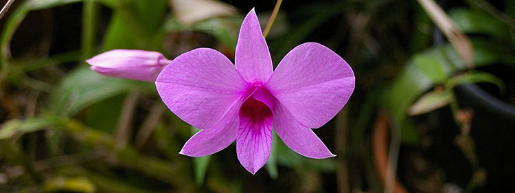 Australian Native Cooktown Orchid Flower