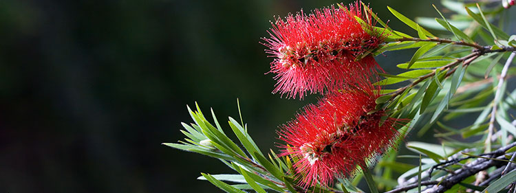 Crimson Bottlebrush Flowers