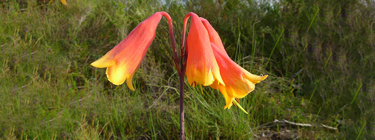 Christmas Bell Flowers