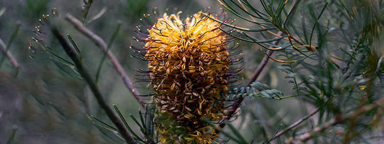 Banksia Blossom with green leaves surrounding it