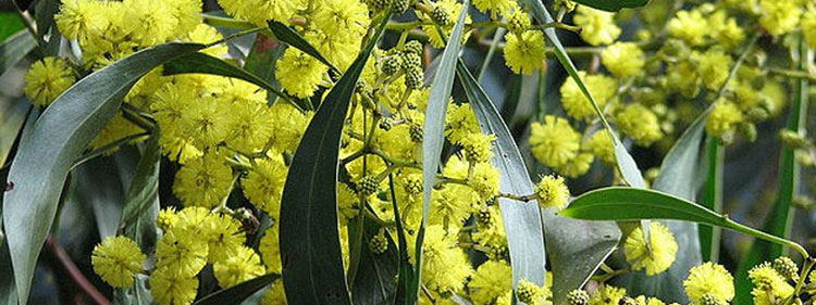 Golden Wattle Flowers
