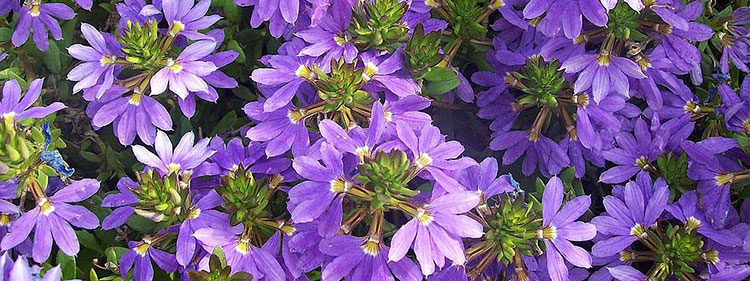 Fairy Fan Flowers