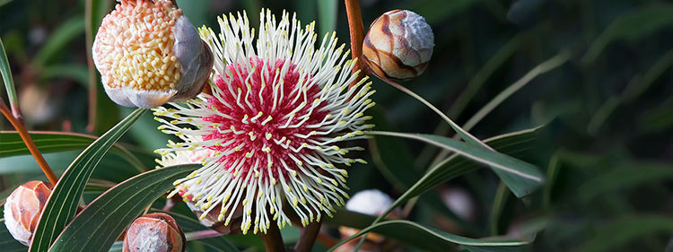 Pincushion Hakea Flowers
