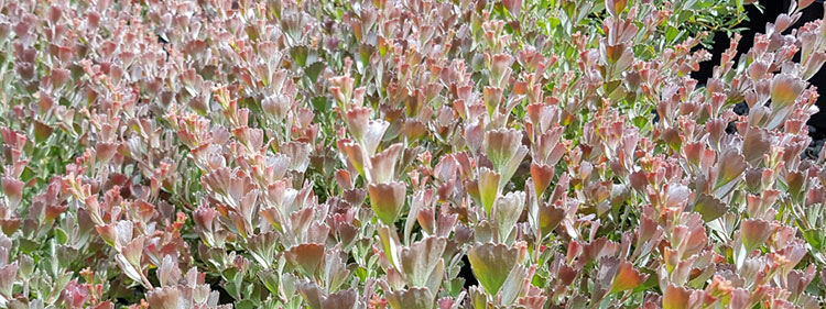 Coastal Jugflowers