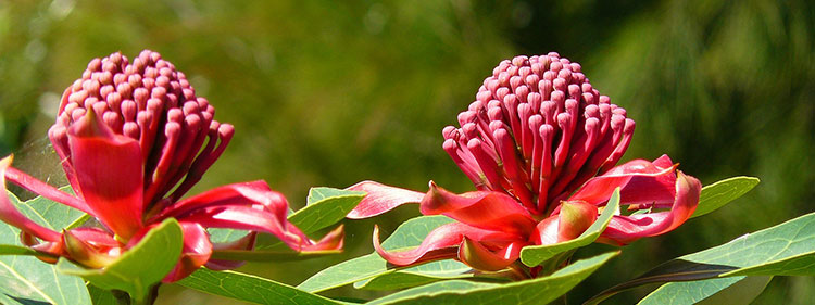 Australian Native Flower Waratah