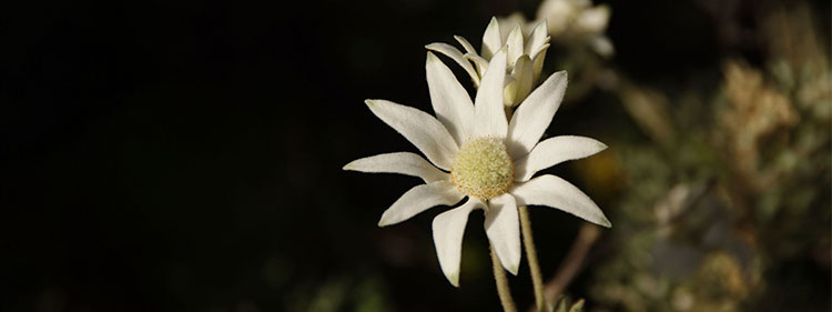 Flannel Flower