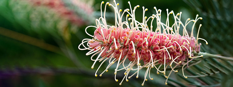 Grevillea Banksii Blossom