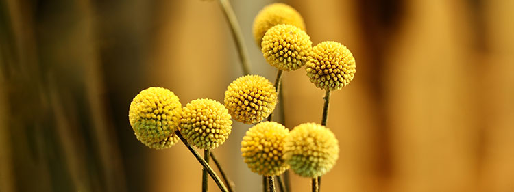 Billy Buttons