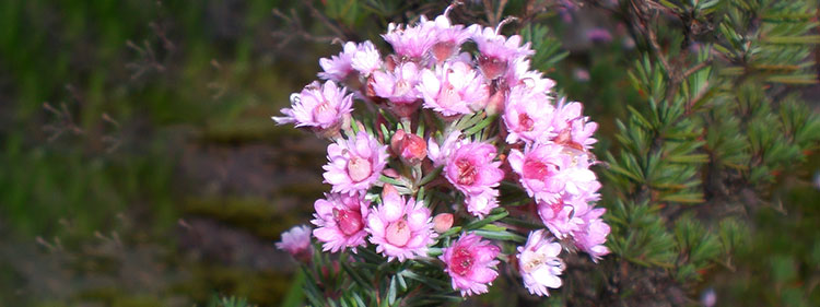 Featherflowers Endemic Australian Flower