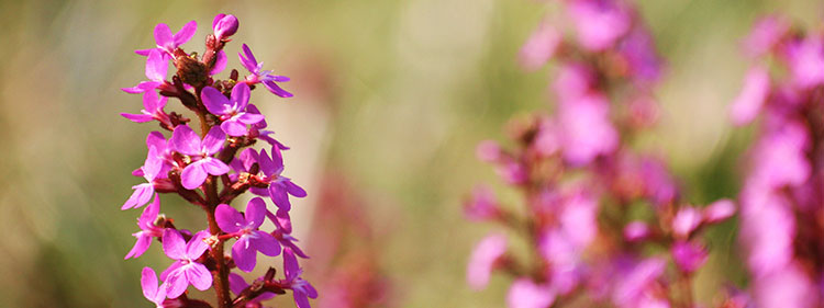 Grass Trigger Plant Flowers