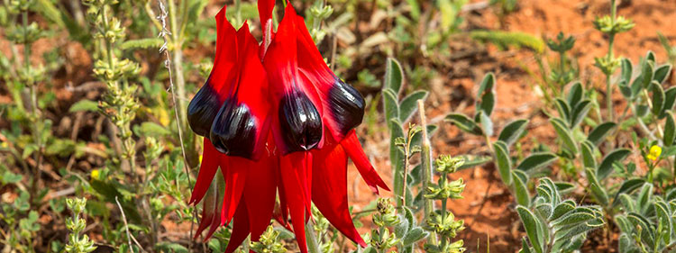 Sturt's Desert Pea Blossoms