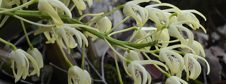 Sydney Rock Orchid Blossoms