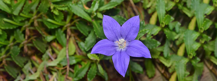 Royal Bluebell Flower