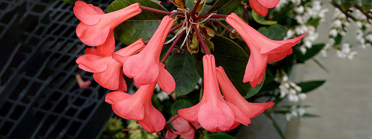 Red Native Australian Rhododendron lochiae Flowers
