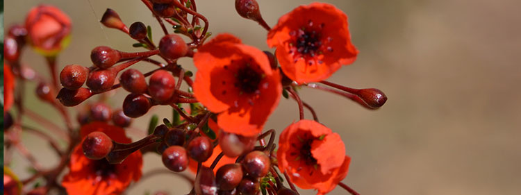 Coppercup Blossoms