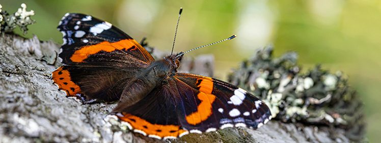 Australian Painted Lady Butterfly