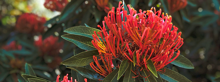 Native plant image