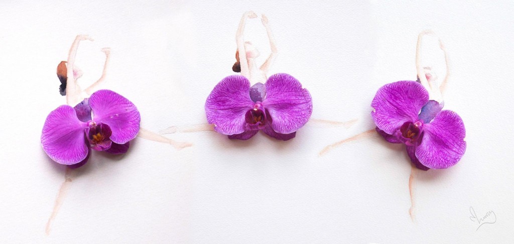 Moth Orchid Flowers