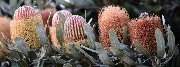Banksia Flowers in Sydney Wildflower Nursery