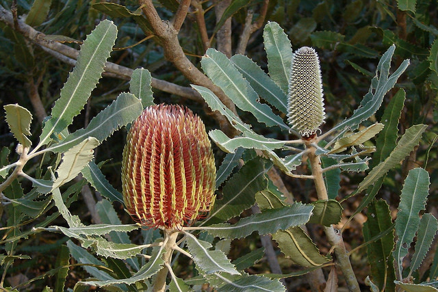 Banksia_menziesii flower