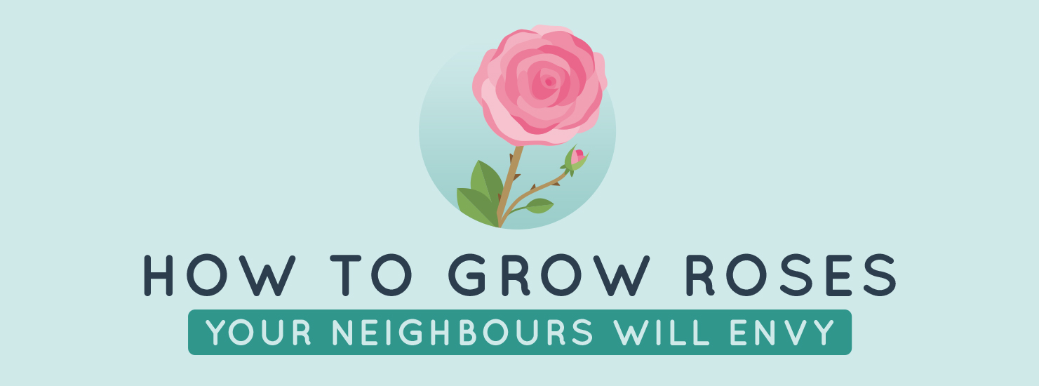 How to Grow Roses your Neighbours will Envy: The Ultimate Guide