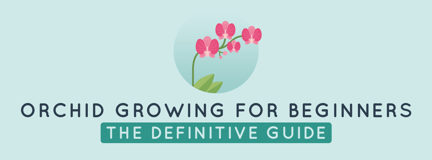 Orchid Growing for Beginners: The Definitive Guide