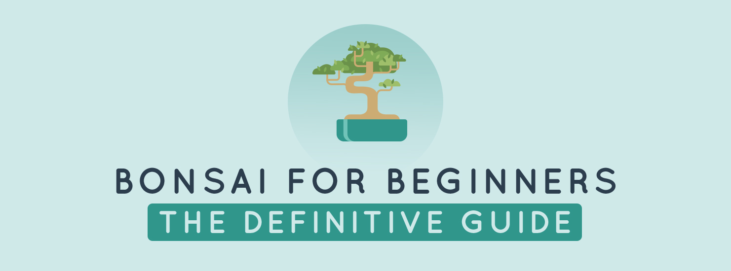 Bonsai for Beginners: The Definitive Guide