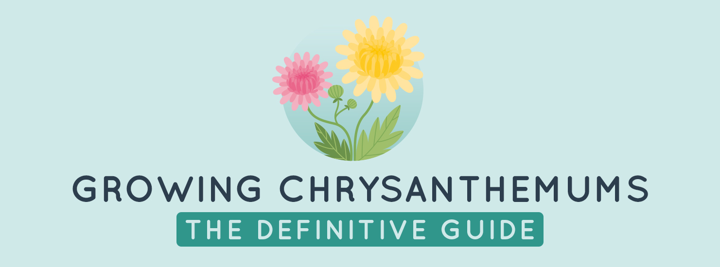 Growing Chrysanthemums: The Definitive Guide