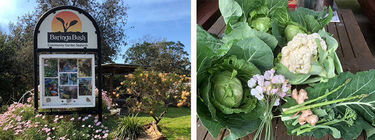 Vegetables from the Baringa Bush Community Garden