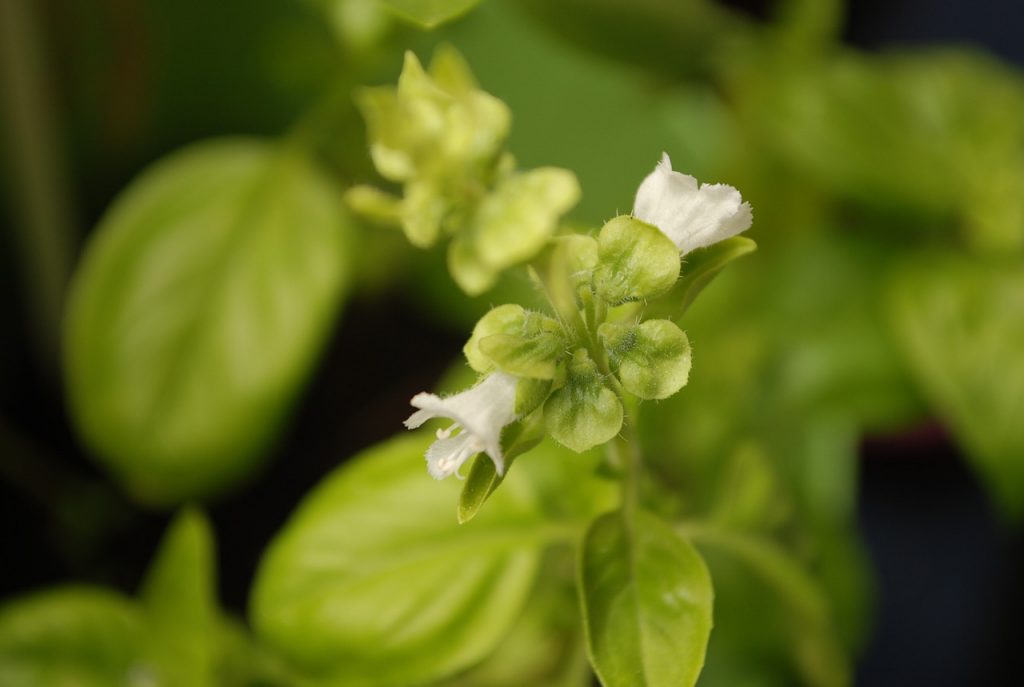 Basil flower