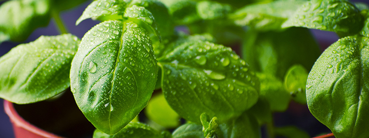 Basil Leaves