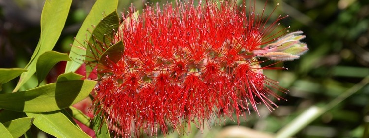 Red Bottlebrush flower with green leaves