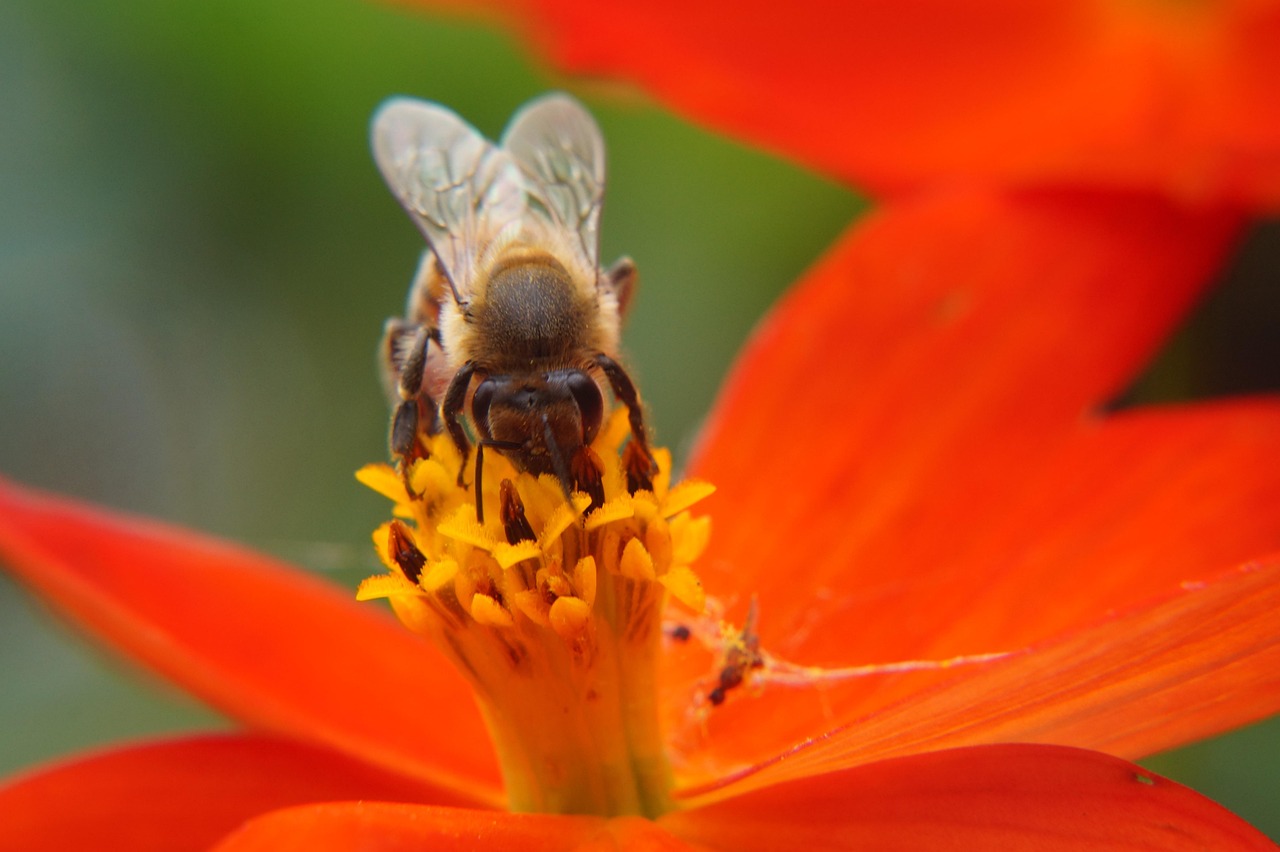 Beekeeping in Australia: The Definitive Guide for Absolute Beginners