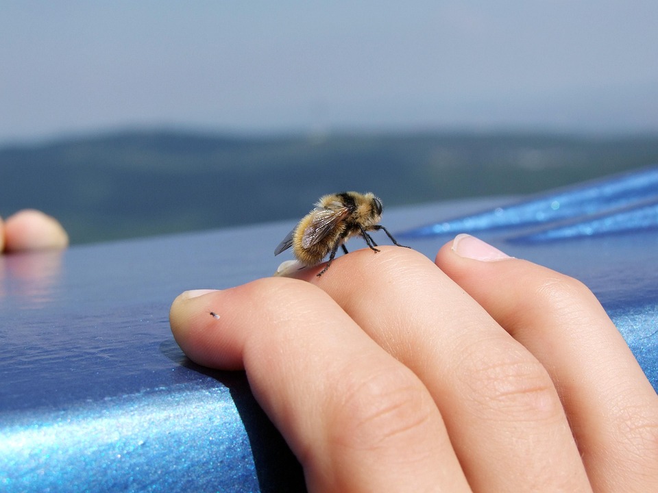 Bee, Hand, Insect, Relax, Macro