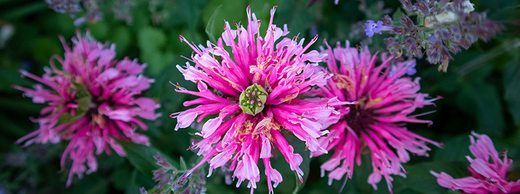 Bee Balm Flower