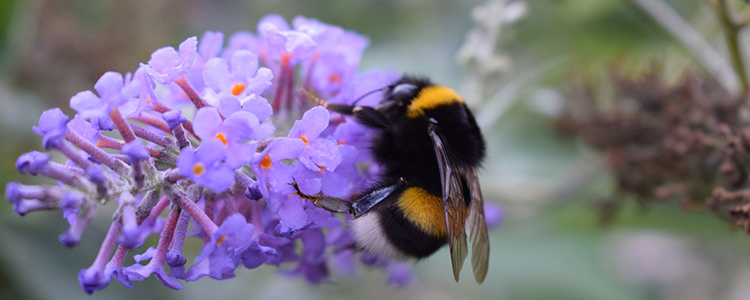 Bumblebee on a Flower