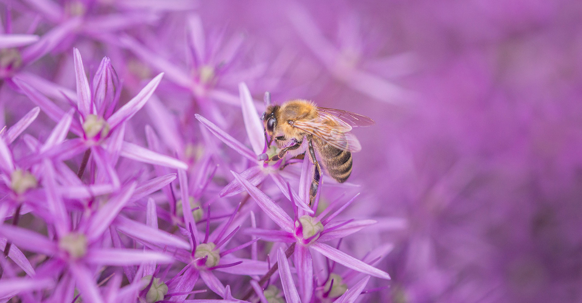 Discover Which Native Bees Live in Your Area