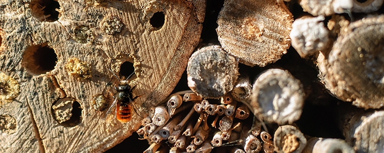 Native Bee