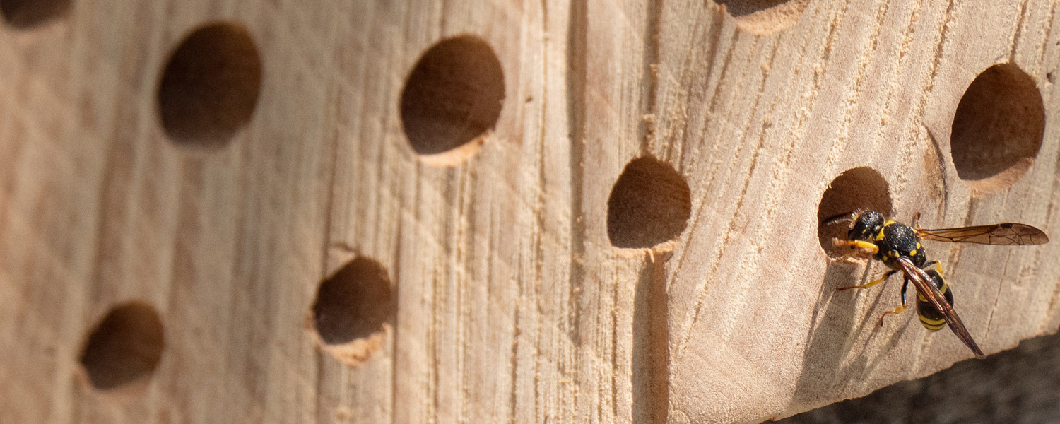 Insect Hotel, Bee Hotel, Wild Bee, Insect House