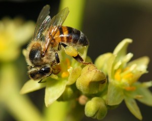 Avacado Flower with bee