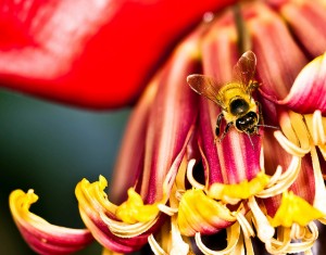 Banana flower with bee