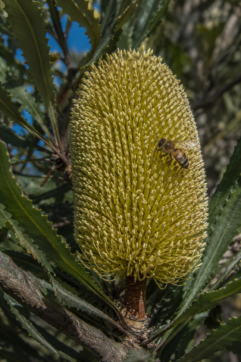 Bee on banksia