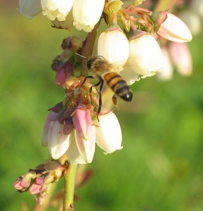 Bee on Blueberry flower