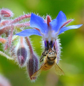 Borage flowers with bee